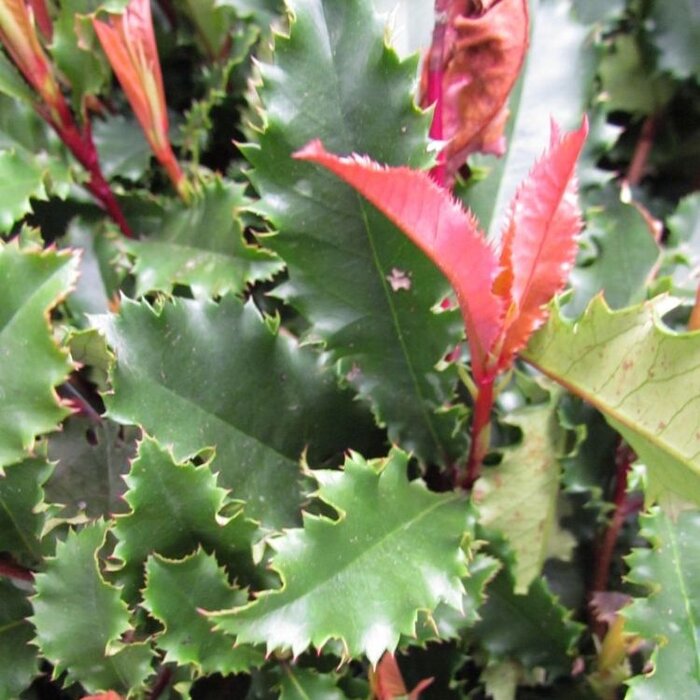 Glansmispel (Photinia fraseri 'Magical Vulcano')