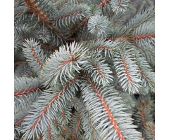 Picea pungens glauca - Blauwe spar (Kale wortel)