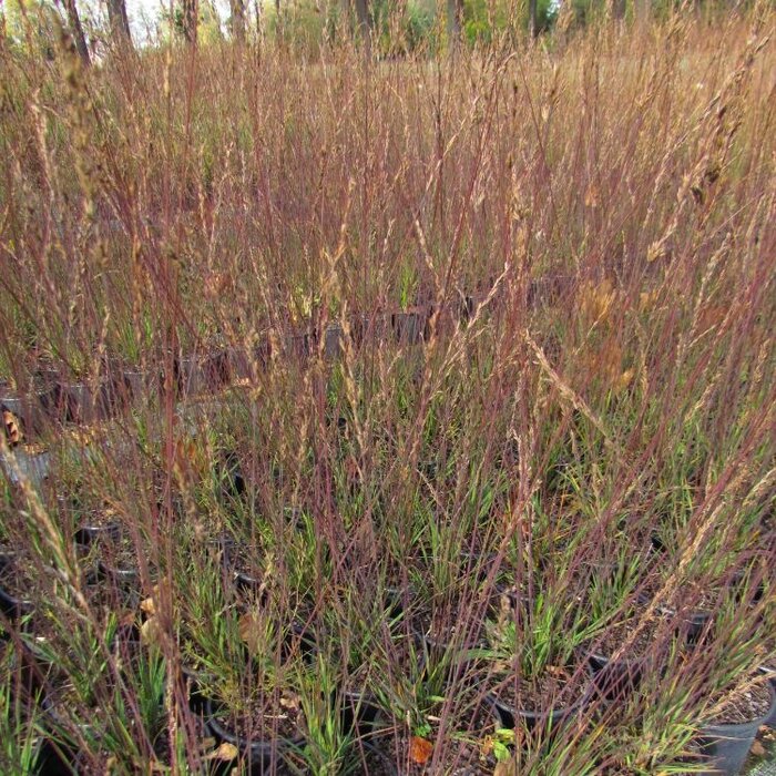 Pijpestrootje - Molinia caerulea 'Edith Dudszus'