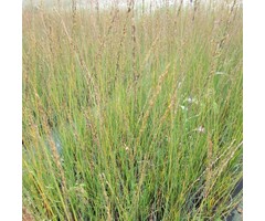 Pijpestrootje - Molinia caerulea 'Heidebraut'