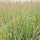 Pijpestrootje - Molinia caerulea 'Heidebraut'