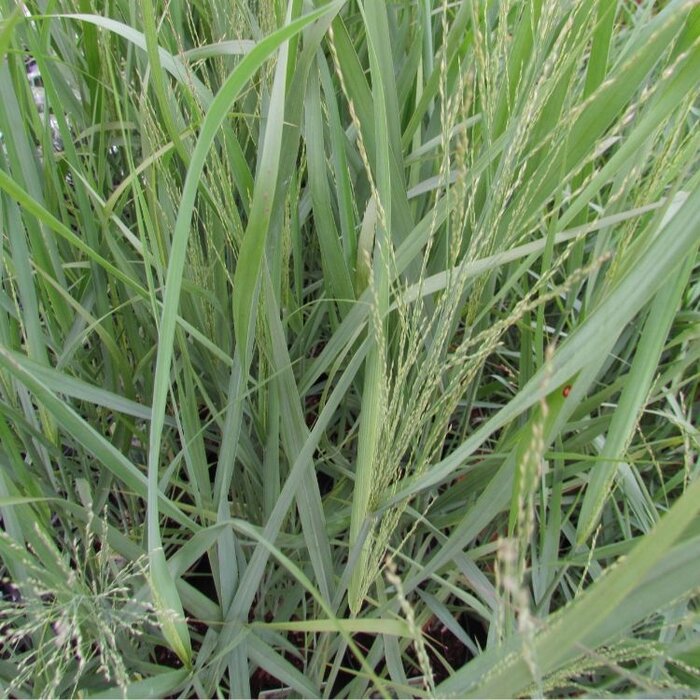 Pijpestrootje - Molinia caerulea 'Moorhexe'