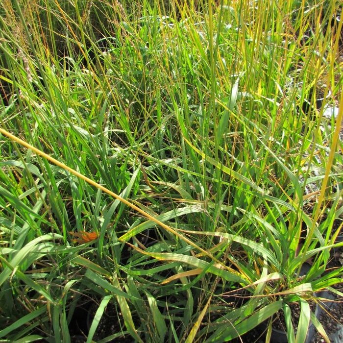 Pijpestrootje - Molinia caerulea 'Moorhexe'