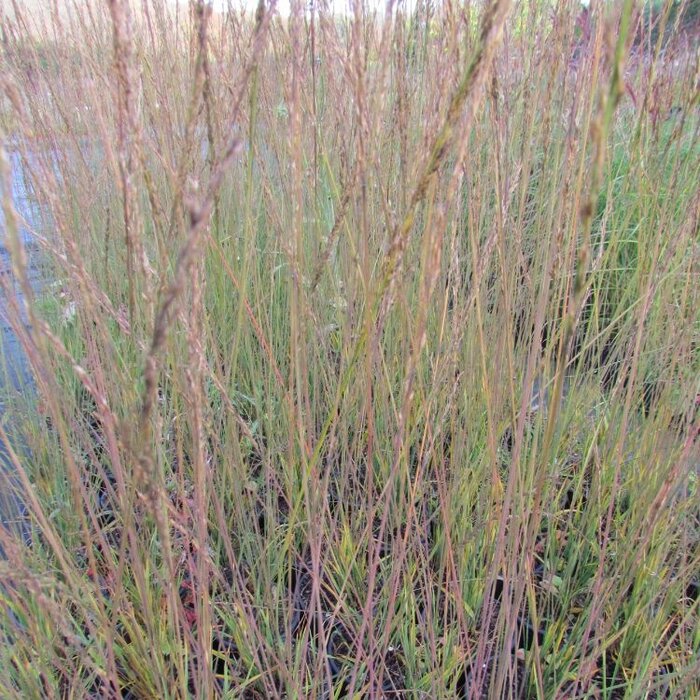 Pijpestrootje - Molinia caerulea 'Heidebraut'