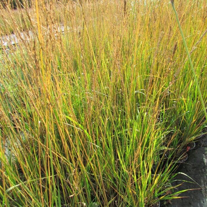Pijpestrootje - Molinia caerulea 'Transparent'