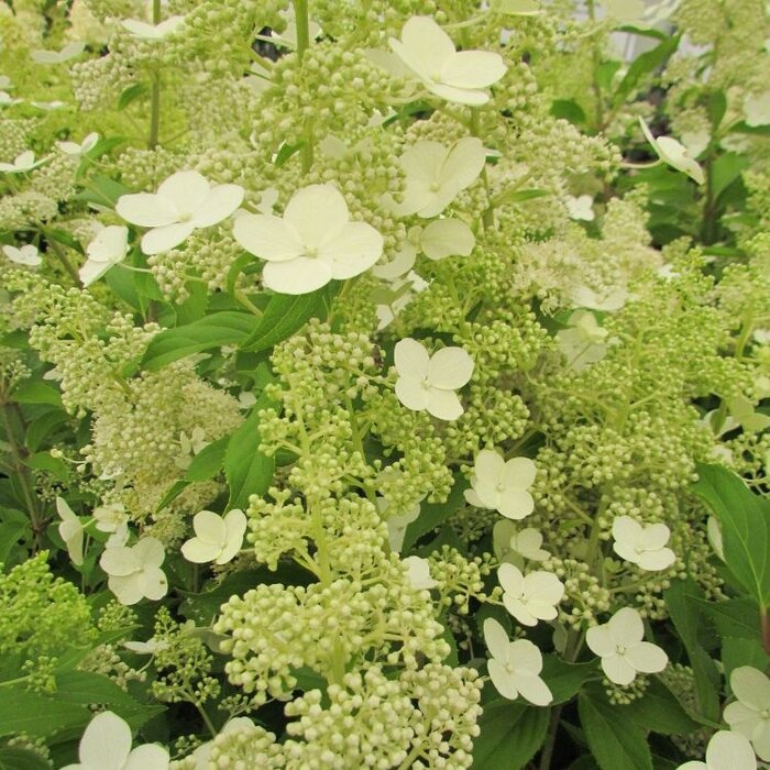Pluimhortensia  op stam - Hydrangea paniculata 'Kyushu'
