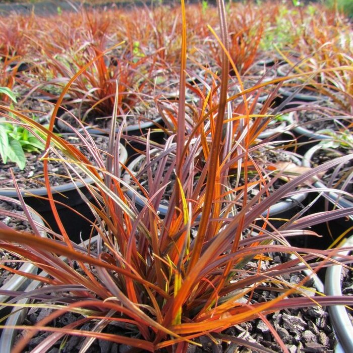 Rode zegge - Uncinea rubra