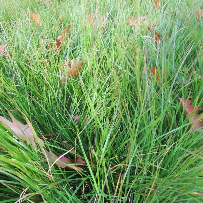 Ruwe smele - Deschampsia cespitosa 'Goldtau'