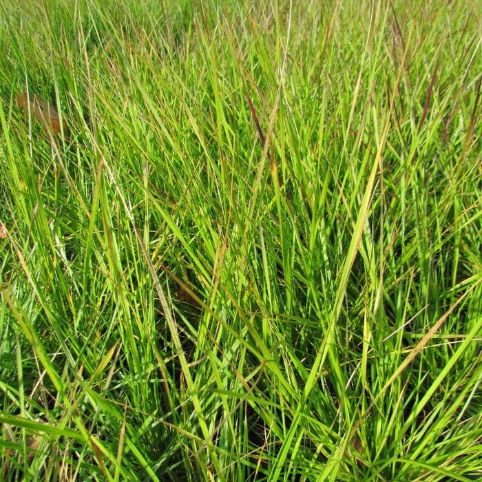 Ruwe smele - Deschampsia cespitosa 'Goldtau'