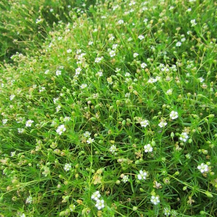 Vetmuur - Sagina subulata