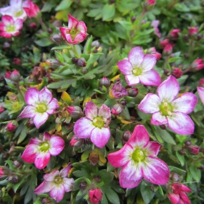 Mossteenbreek - Saxifraga arendsii 'Blütenteppich'