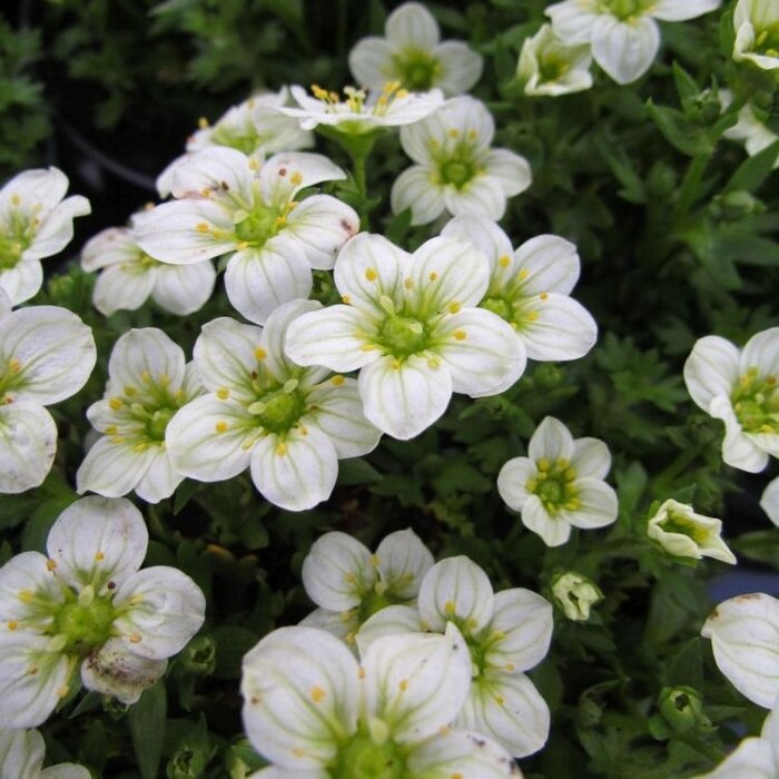 Mossteenbreek - Saxifraga arendsii 'Schneeteppich'