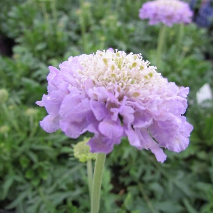 Duifkruid - Scabiosa columbaria ‘Butterfly Blue’