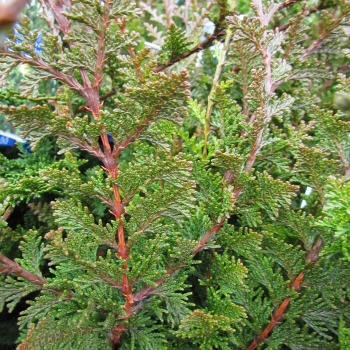 Schijncipres - Chamaecyparis obtusa 'Teddy Bear'