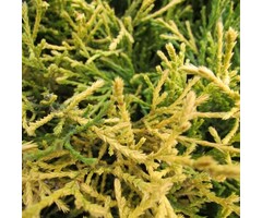Schijncipres - Chamaecyparis pisifera 'Filifera Aurea'