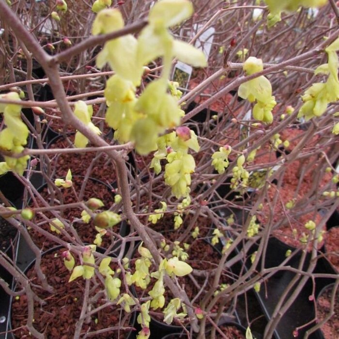 Schijnhazelaar (Corylopsis spicata)