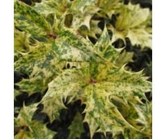 Schijnhulst - Osmanthus heterophyllus 'Goshiki'