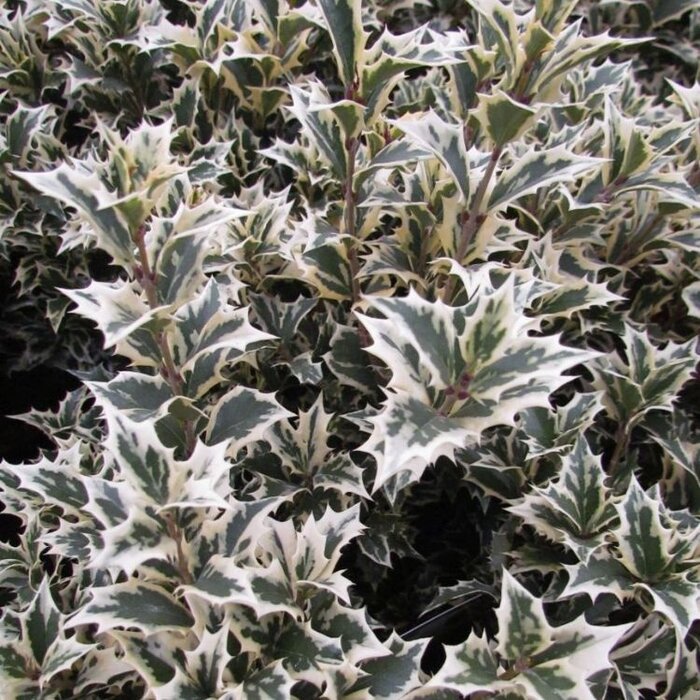 Schijnhulst (Osmanthus heterophyllus 'Variegatus')