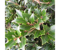 Osmanthus heterophyllus - Schijnhulst