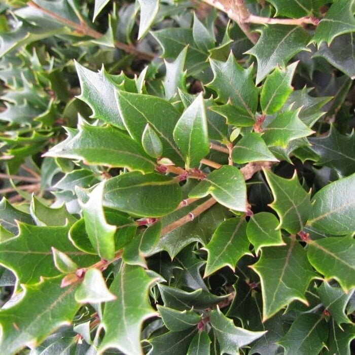 Osmanthus heterophyllus - Schijnhulst