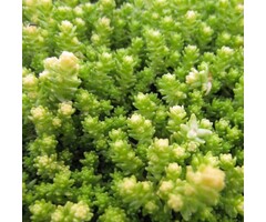 Vetkruid - Sedum acre