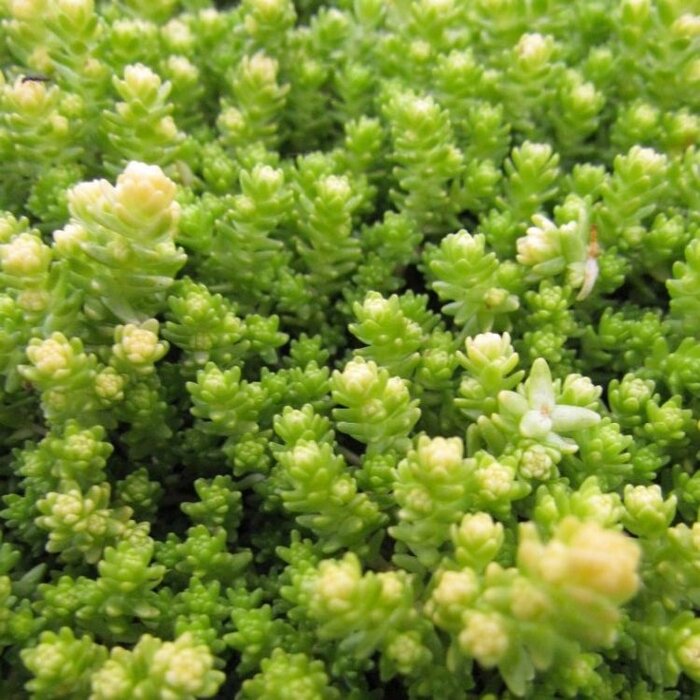 Vetkruid - Sedum acre