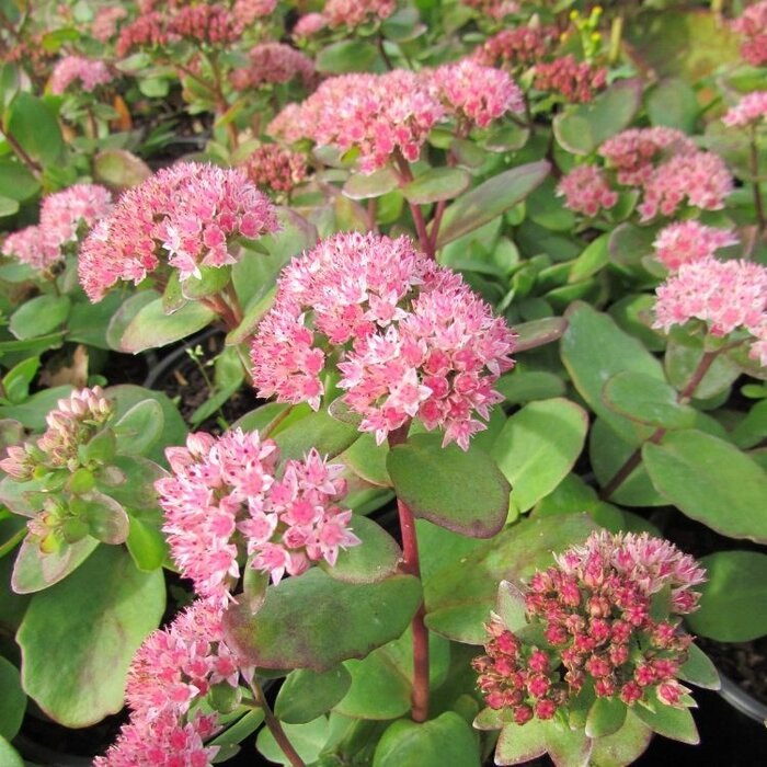 Vetkruid - Sedum 'Matrona'