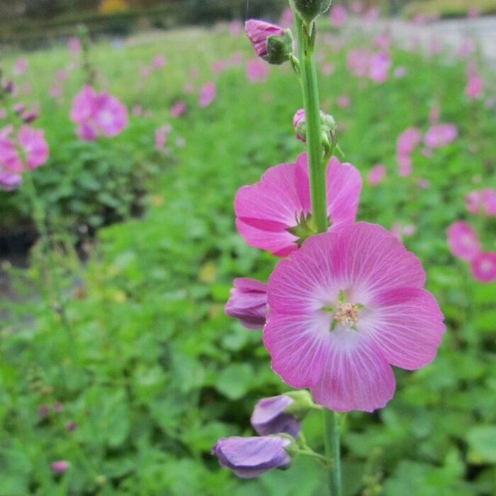 Griekse malva - Sidalcea 'Purpetta'