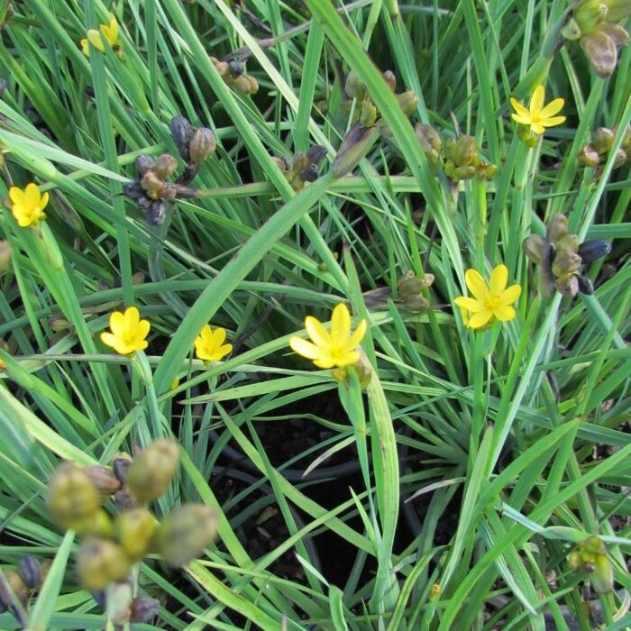 Bieslelie - Sisyrinchium californicum