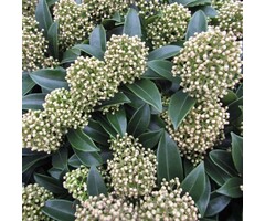 Skimmia - Skimmia japonica 'Fragrant Cloud'