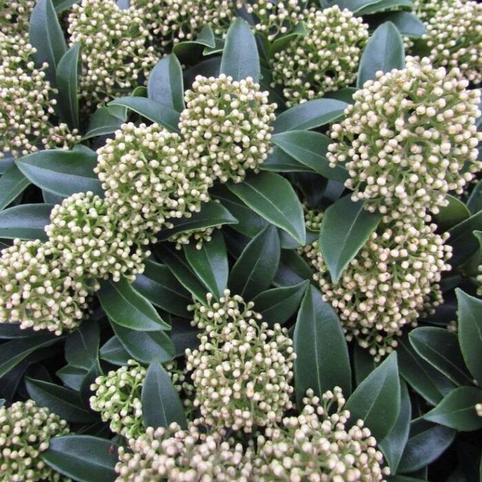 Skimmia (Skimmia japonica 'Fragrant Cloud')