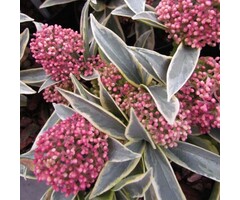 Skimmia - Skimmia japonica 'Magic Marlot'