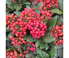 Skimmia - Skimmia japonica reevesiana