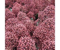 Skimmia - Skimmia japonica 'Rubella'