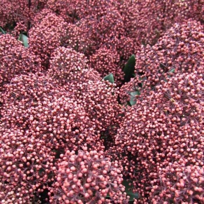 Skimmia (Skimmia japonica 'Rubella')