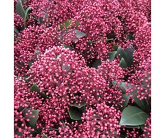 Skimmia - Skimmia japonica 'Rubesta'