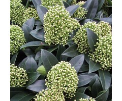 Skimmia - Skimmia japonica 'White Dwarf'