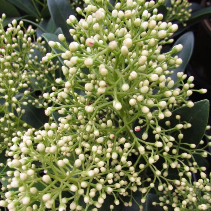 Skimmia (Skimmia japonica White Globe)