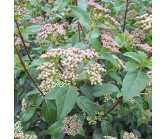 Viburnum tinus 'Anvi' (Spirit) - Sneeuwbal