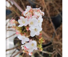 Sneeuwbal - Viburnum burkwoodii 'Ann Russell'