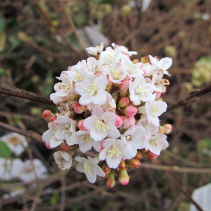 Sneeuwbal (Viburnum burkwoodii)