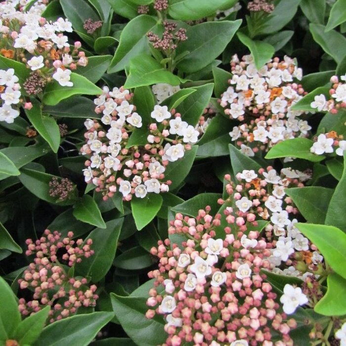Sneeuwbal (Viburnum tinus 'Eve Price')