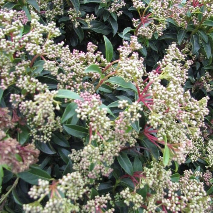 Sneeuwbal (Viburnum tinus 'Eve Price')