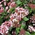 Sneeuwbal (Viburnum tinus 'Gwenllian')