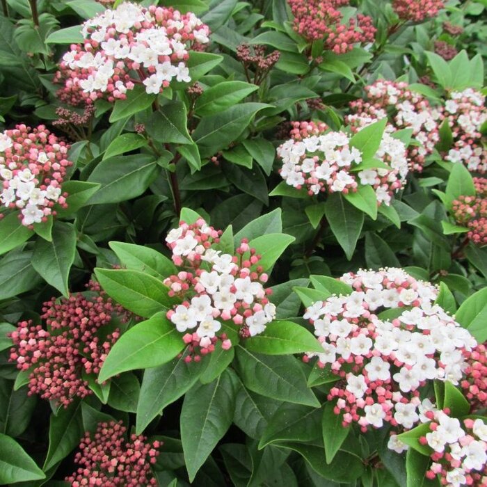Sneeuwbal (Viburnum tinus Spirit)