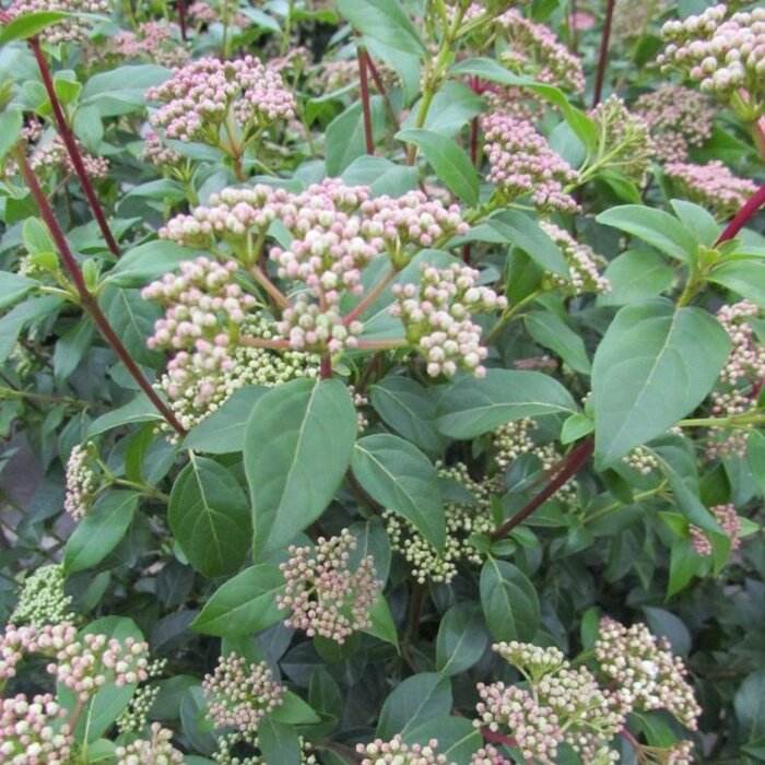 Sneeuwbal (Viburnum tinus Spirit)