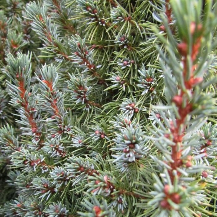 Spar - Picea glauca 'Sander's Blue'
