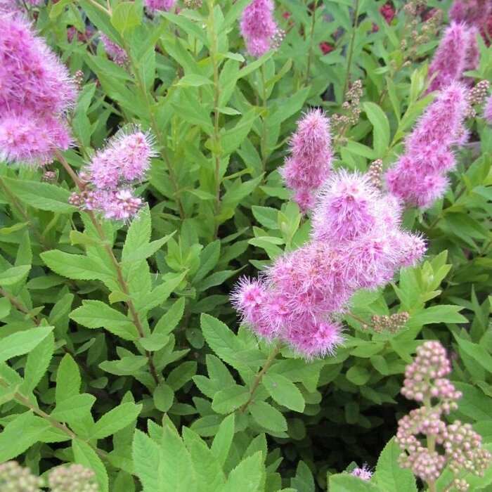 Spierstruik (Spirea billardii)