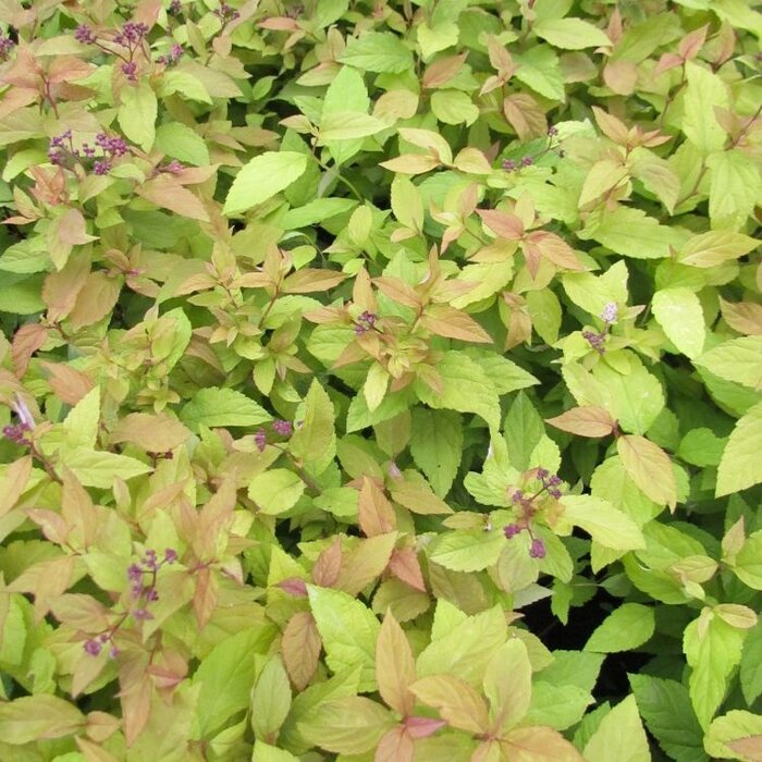 Spierstruik (Spirea japonica 'Goldflame')