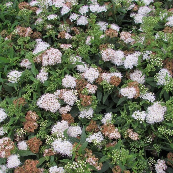 Spierstruik (Spirea japonica 'Albiflora')